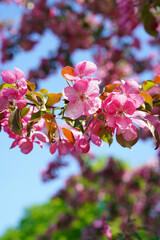 Pink apple tree flowers close-up. Flowering fruit tree.