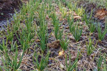 young green onions growing on garden bed. Growing vegetables for a healthy diet.