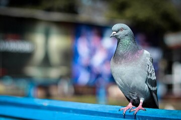 beautiful carrier pigeon sitting on a bench close-up