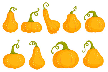 Set of ripe autumn pumpkins.Vector vegetables on a white background.