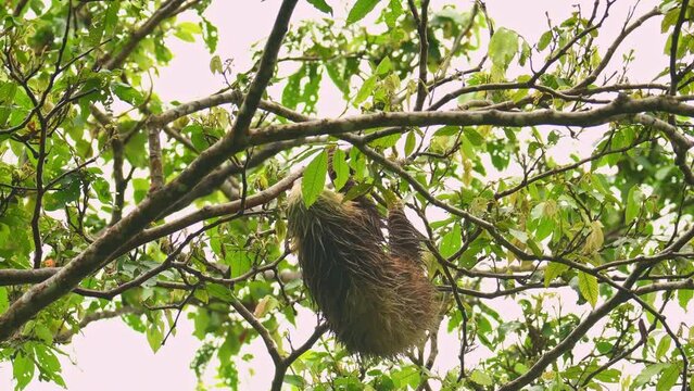 Hoffmanns two-toed sloth - Choloepus hoffmanni also Northern two-toed sloth, from Central and South America, solitary, largely nocturnal and arboreal animal, mature and secondary rainforests, rain.