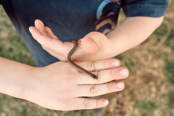 Fototapeta premium flathead snake (tantilla gracilis) on a child's hands