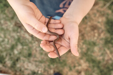 flathead snake (tantilla gracilis) on a child's hands