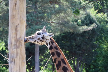 portrait of a giraffe