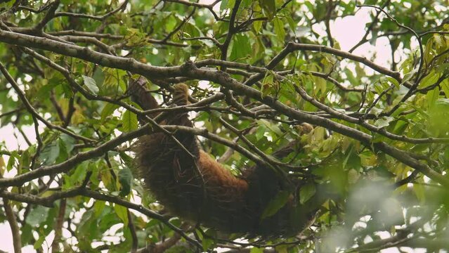 Hoffmanns two-toed sloth - Choloepus hoffmanni also Northern two-toed sloth, from Central and South America, solitary, largely nocturnal and arboreal animal, mature and secondary rainforests, rain.