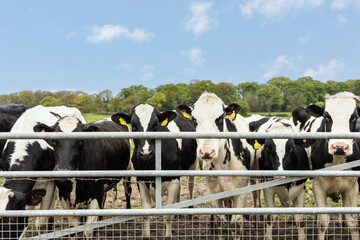 black and white cows standing behind a metal fence looking at camera sunny bright day
