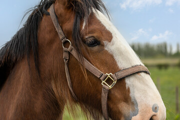 chestnut and white coloured horse head shot close up