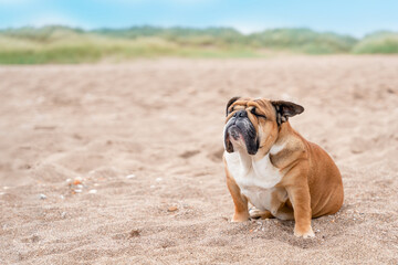 Obraz premium Red english british Bulldog sitting on seaside at sunse in summer Space for text
