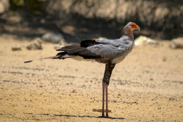 Obraz premium Secretary Bird, Kgalagadi, South Arica