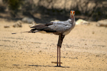 Secretary Bird, Kgalagadi, South Arica