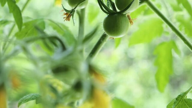 Tomato plant with flowers and unripe vegetables in the garden. Agriculture, farming or gardening concept. 4k video