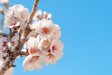 Flowers of the almond tree against blue sky on sunny day. Beautiful nature scene with blooming tree and blue sky. Spring flowers. Beautiful Orchard. Springtime Space for text.
