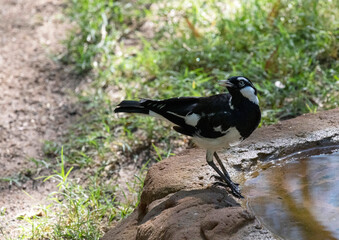 Australian Magpie-Lark (Grallina cyanoleuca)