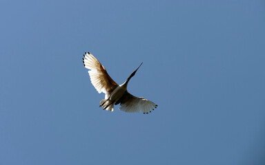 Australian White Ibis (Threskiornis molucca)