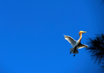 Cattle Egret (Bubulcus ibis)