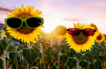 sunflowers with sunglasses on a summer evening