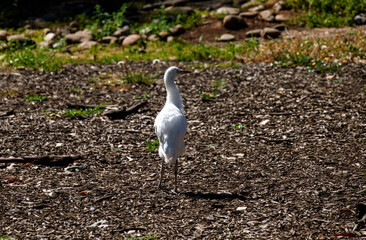 Egret (Ardea alba)