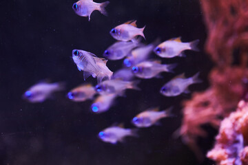 Fototapeta na wymiar Threadfin cardinalfish (Longspine Cardinalfish, Long-spine Cardinal, Zoramia leptacantha) are swimming in marine aquarium