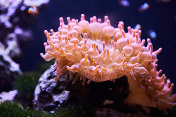 Fototapeta na wymiar Green bubble-tip anemone (Entacmaea quadricolor). Wildlife animal. 