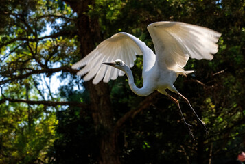 Egret (Ardea alba)