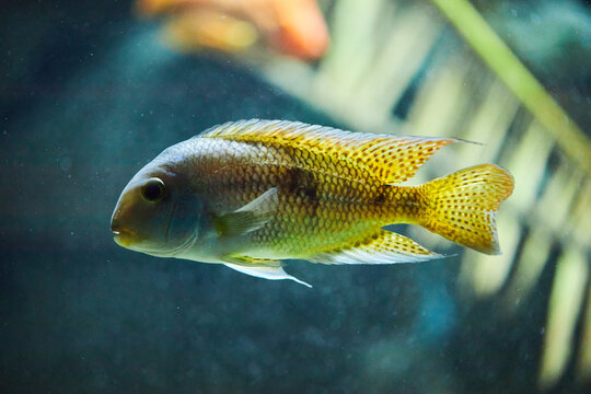 Moga (Hypsophrys nicaraguensis), also known as the nickie or parrot cichlid.