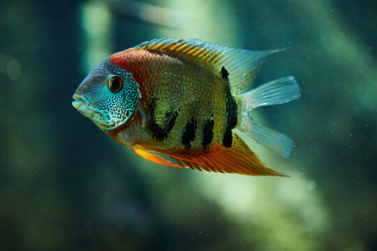 Red Shoulder Severum (Heros efasciatus) is a beautiful ornamental fish from Amazon  river basin