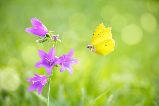 Yellow butterfly fly on floral meadow with bluebell flowers