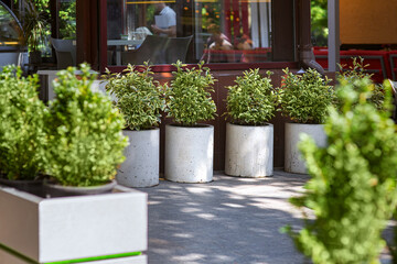 decorative concrete flower pots with leafy bushes and flowers on a stone tile pavement on a cafe...