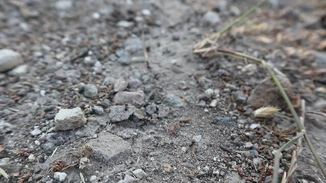 An ant road with mediocre traffic. The camera observes the busy black ants in their transport tasks at normal speed. Attention, this is a single-lane highway.