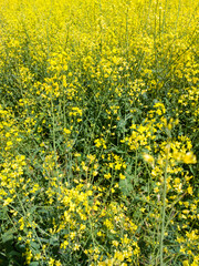 Agricultural crop rapeseed. Yellow fields and seedlings