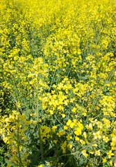 Agricultural crop rapeseed. Yellow fields and seedlings