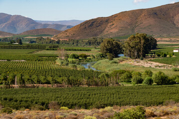 Robertson, Breede River valley, Western Cape, South Africa. 2022.  Fruit and vines growing in the Breede River Valley near Robertson, Western cape, South Africa.