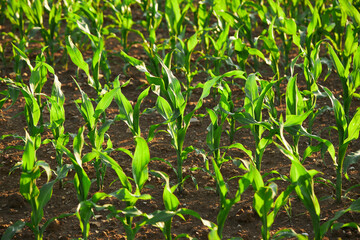 Agricultural field with growing maize. Green corn field. Green sprouts of sweet corn 
