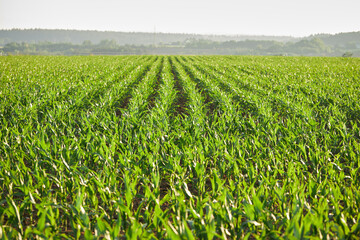 Agricultural field with growing maize. Green corn field. Green sprouts of sweet corn 