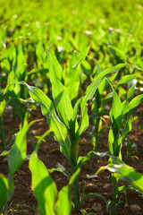 Agricultural field with growing maize. Green corn field. Green sprouts of sweet corn 