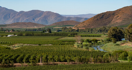 Robertson, Breede River valley, Western Cape, South Africa. 2022.  Fruit and vines growing in the Breede River Valley near Robertson, Western cape, South Africa.