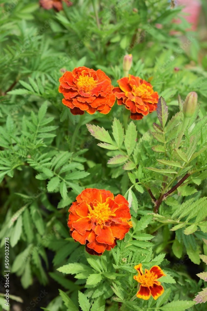 Poster orange marigold flowers