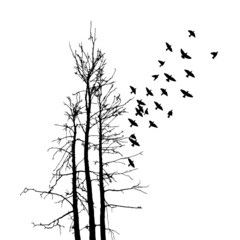 Realistic illustration with silhouettes of three birds - crows or ravens sitting on tree branch without leaves and flying, isolated on white background - vector