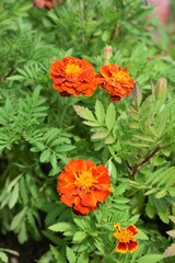 Orange Marigold Flowers