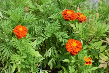 Orange Marigold Flowers in a Garden