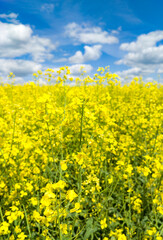 Agricultural crop rapeseed. Yellow fields and seedlings