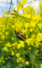 May beetle Chafer on a yellow rapeseed flower in summer