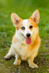 obedience, education welsh corgi with different eyes color. heterochromia of the iris in an animal. obedient dog training, following command to sit. vertical