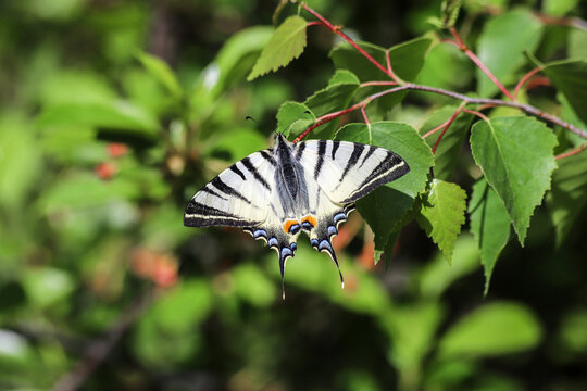 The Chinese scarce swallowtail butterfly on a twig