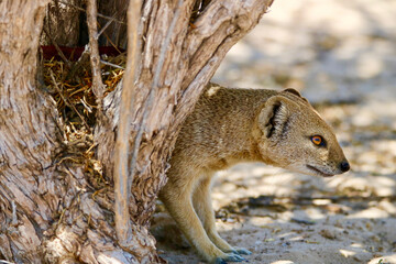 Yellow Mongoose, Kgalagadi, South Africa