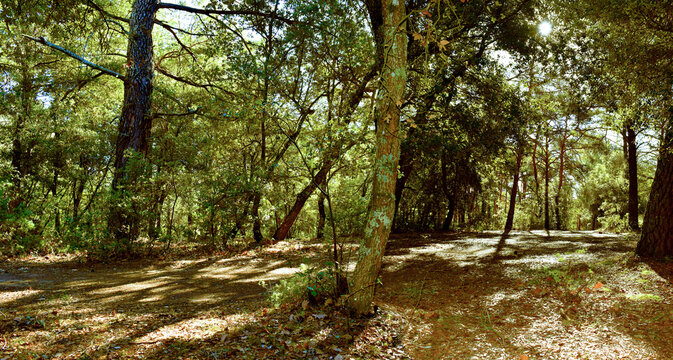Wood  of oaks and Aleppo pines in southern France. Path in the forest, natural wood, Mediterranean forest