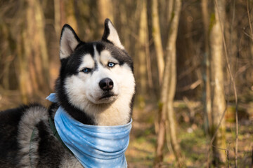 Husky portrait. A dog with blue eyes and a blue scarf. Husky in the forest. Dog muzzle close-up. There is space for text