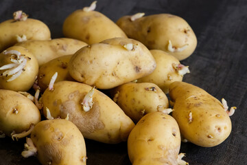 Sprouted potatoes. Macro shot of seed potatoes with sprouts. root crops for planting. Agriculture...