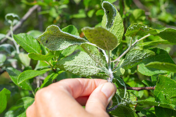 An aphid colony on the green leaves of a plum branch held by the gardener's fingers. Insect pests...