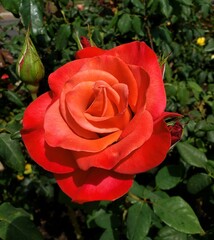 red rose in garden